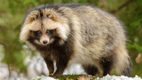 are raccoon dogs eaten in china